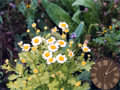 Camomile (chamomile flower) - Skin for ClockWallpaper - Clock and Wallpaper for your Desktop