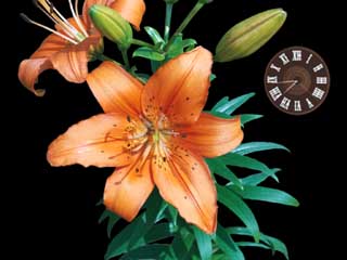 Flower Lily - Skin for ClockWallpaper - Clock and Wallpaper for your Desktop